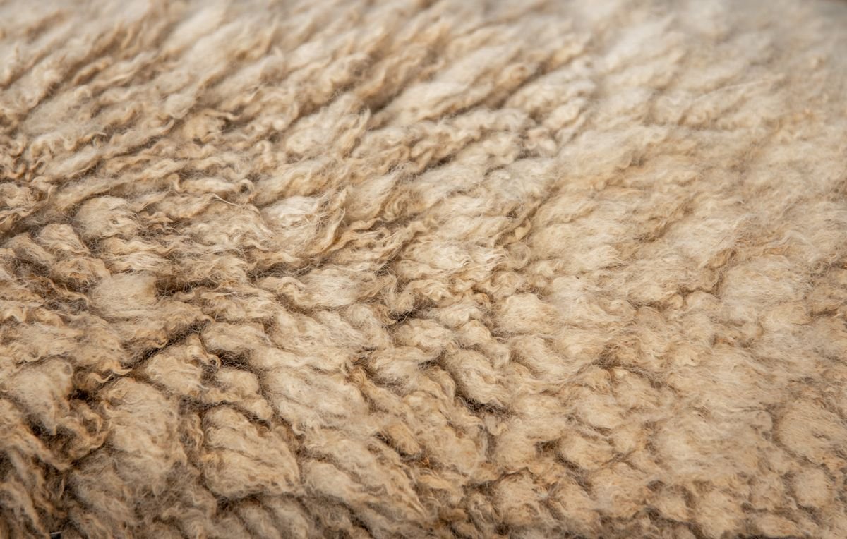 Close-up of natural cream-coloured wool fibres